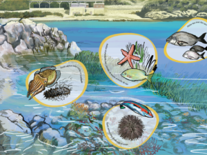 Sur les Îles du Frioul